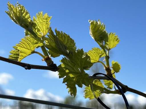 new shoots - green leaves - on the grapevine
