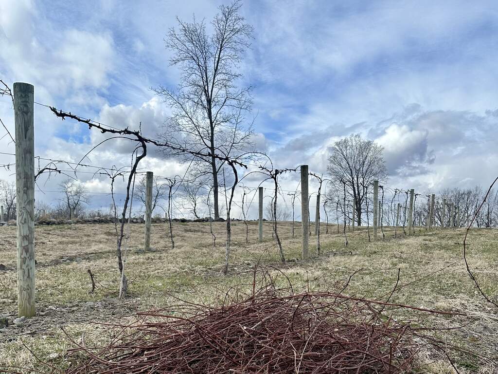 Grapevine clippings are piled in the vineyard.