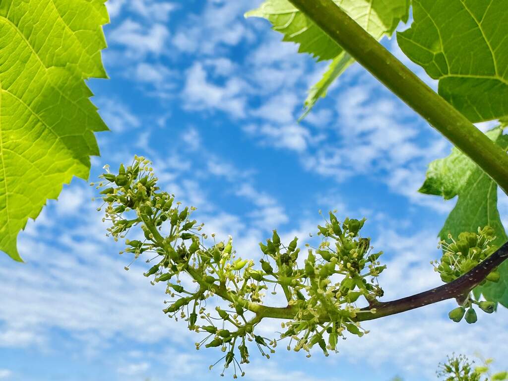 Bloom Weekend Delicate grape bloom in vineyard.