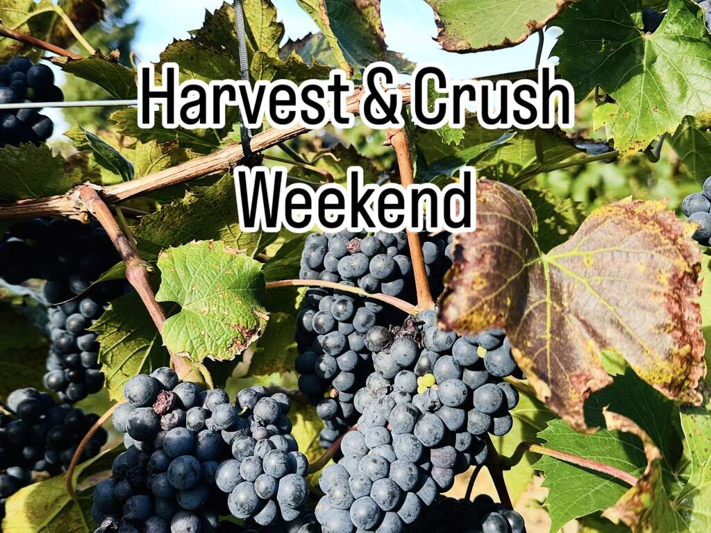 Harvest & Crush Weekend These red grapes will be harvested this weekend.