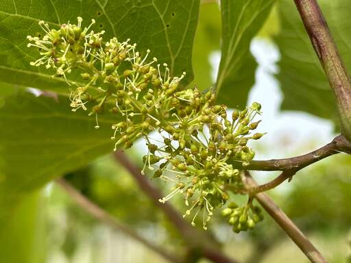 Petite Pearl grapevine is in bloom.