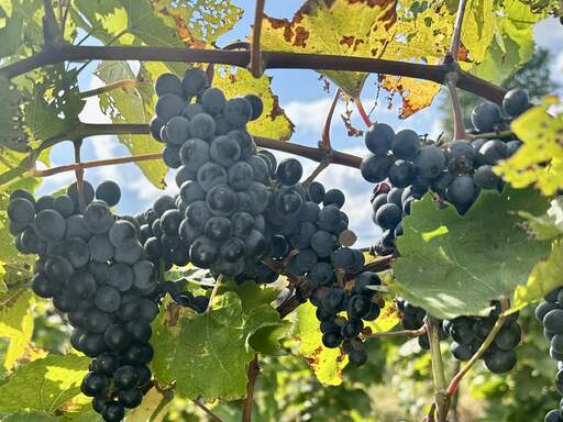 Marechal Foch grapes at harvest at Victory View Vineyard.
